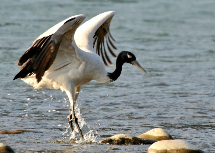 A black-necked crane. From planetstillalive.com.