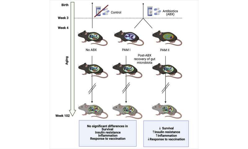 Altered microbiome after antibiotics in early life shown to impact lifespan