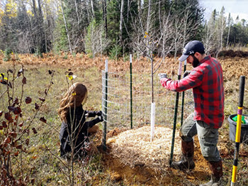 Man and woman put up fence around newly planted tree