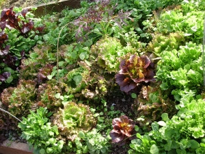 Close up of salads - lettuces Lattughino, Fristina, Cherokee,  claytonia, mizuna, lamb's lettuce, landcress, Bull's Blood beet leaves, spinach, parsley coriander etc