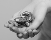 Photo of pecans in a child's hand