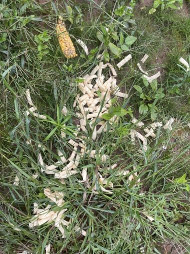 corn on the cob and noodles scattered in the grass