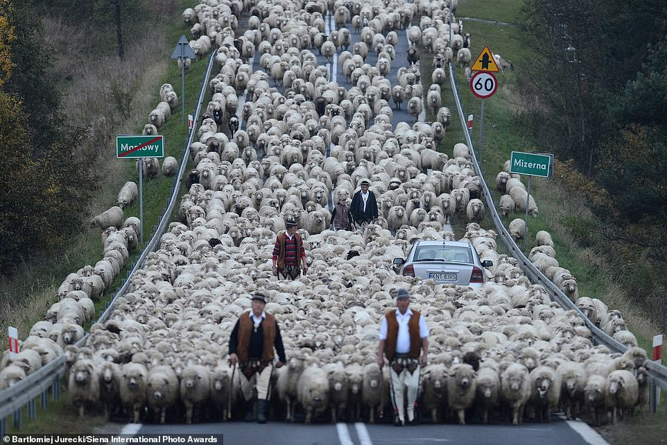 Polish photographer Bartlomiej Jurecki captured this image of traditional sheep grazing called 'Redyk', which takes place in Mizerna in southern Poland and involves more than 1,500 animals. He said: 'From the Low Beskid Mountains, shepherds bring back the animals to the city of Nowy Targ, where the owners will take care of them during the winter. The animals will go back to the mountains in spring.' The image was highly commended by the judges