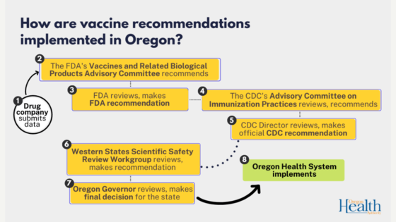 Graphic depicting the steps of the authorization process for vaccines. Repeat of information linked in the full story in Oregon Vaccine News