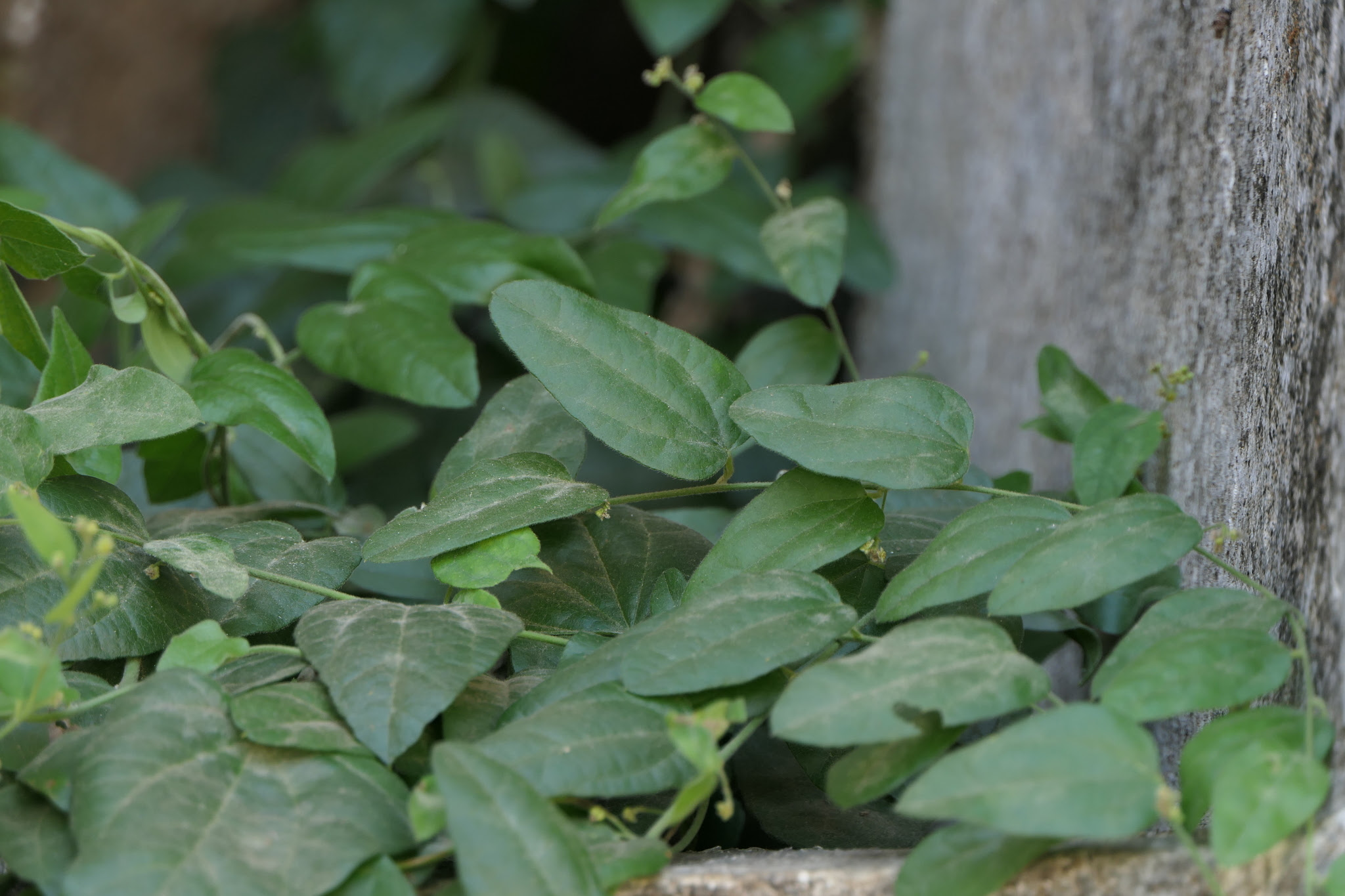 Cocculus hirsutus (L.) W.Theob.