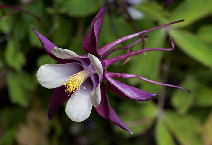 Incredible Flowers