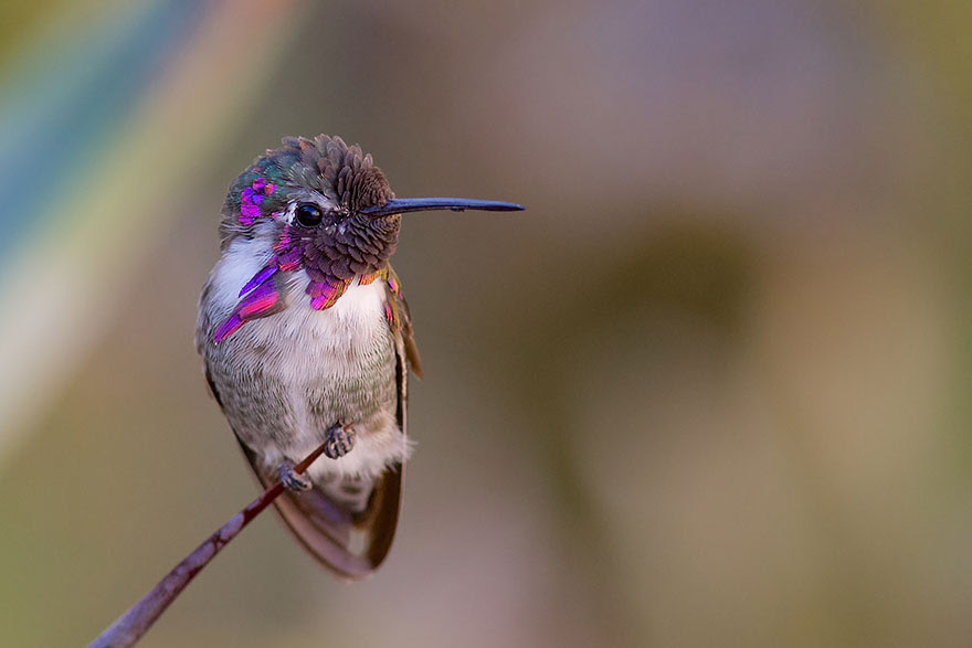 BREATH-TAKING HUMMINGBIRD CLOSE-UPS Cute-beautiful-hummingbird-photography-6