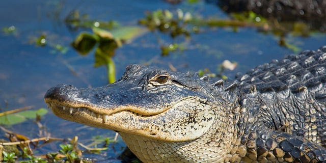 People that live near alligators know that anything that the animals will try to eat anything that can fit in their mouths.