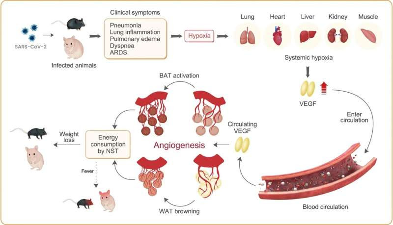 New findings on how to avert excessive weight loss from COVID-19