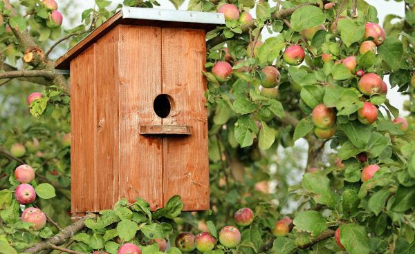 Image of a wooden birdhouse in an apple tree