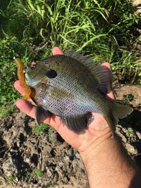 Blue River Sunfish