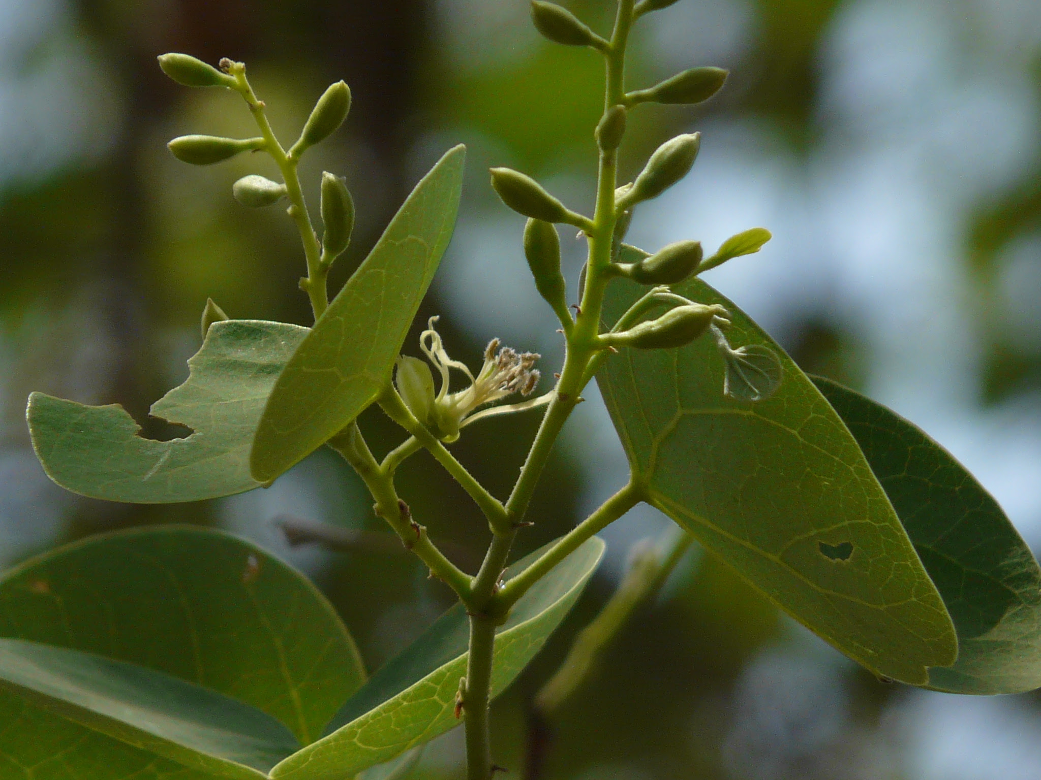 Bauhinia racemosa Lam.