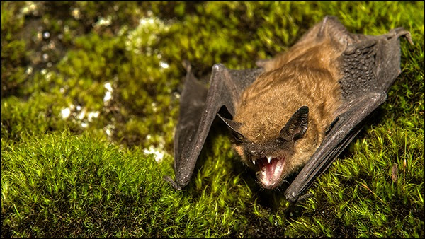 The figure shows a big brown bat on a mossy cave wall.
