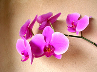 orchid