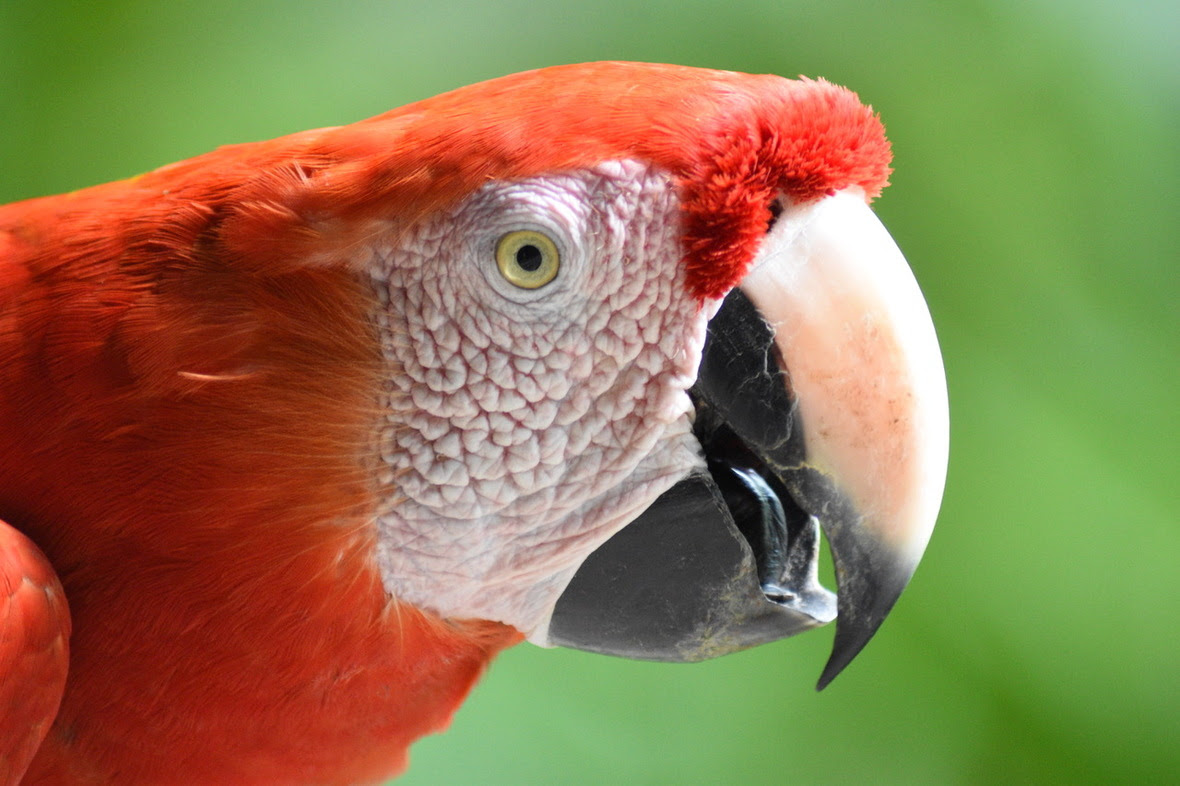 Side profile of scarlet macaw