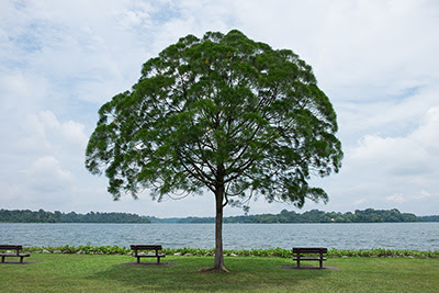 lone tree by water with benches on either
              side.