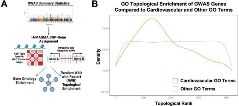 139 genetic risk loci associated with varicose veins identified