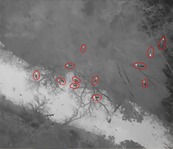Thermal video screenshot of wild turkeys roosting near Breckenridge, Texas in March 2021. Wild turkeys are circled in red. Photo courtesy of Allison Schumacher.