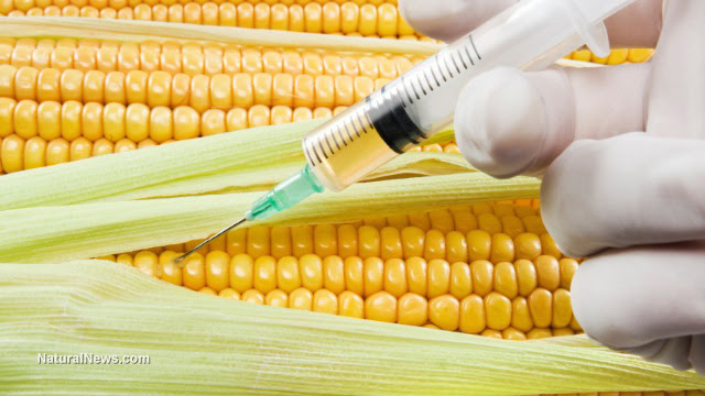 Drug-Producing GM Corn to be Grown in California