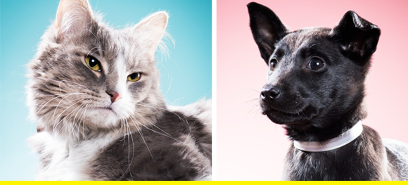 24 Bad-Ass Portraits Of Pets You Can Adopt Right Now 3331