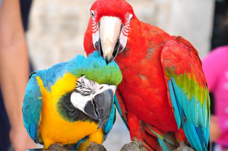 parrots_couple_love.jpg