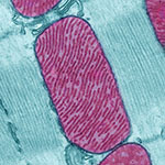 Image of Mitochondria. Credit: Thomas Deerinck, National Center for Microscopy and Imaging Research.