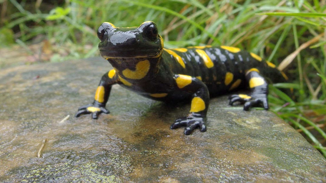 A Fire Salamander (Salamandra salamandra) ©iStock A Fire Salamander (Salamandra salamandra) ©iStock