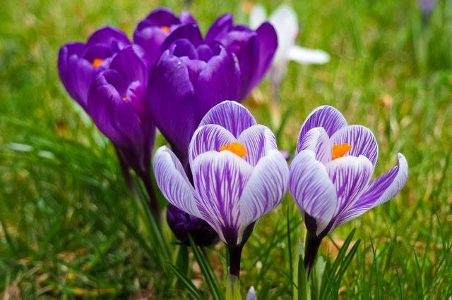 Crocuses blooming