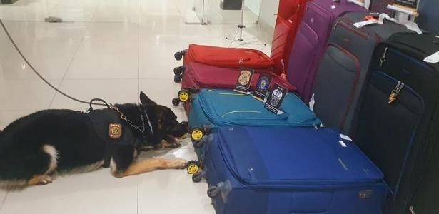O cão farejador Kano localizou drogas em malas no Aeroporto de Fortaleza
