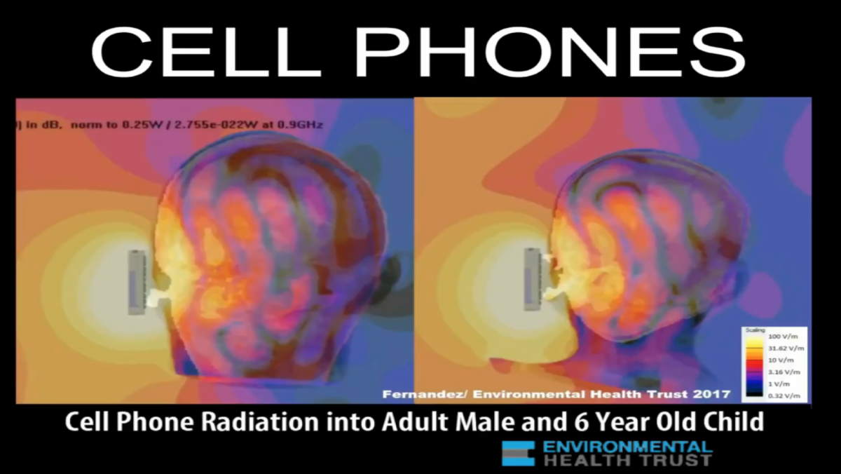 Cell
                                                          phone
                                                          radiation
                                                          absorption
                                                          images for an
                                                          adult male and
                                                          6-year-old
                                                          child