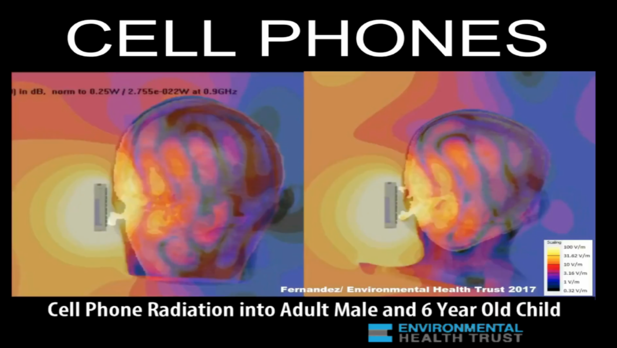 Cell
                                                          phone
                                                          radiation
                                                          absorption
                                                          images for an
                                                          adult male and
                                                          6-year-old
                                                          child
