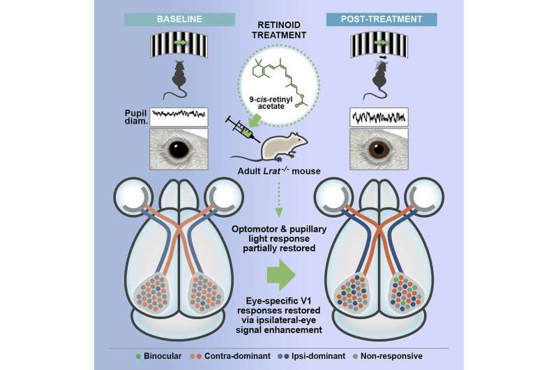 The adult brain has the potential to partially recover from inherited blindness, study finds