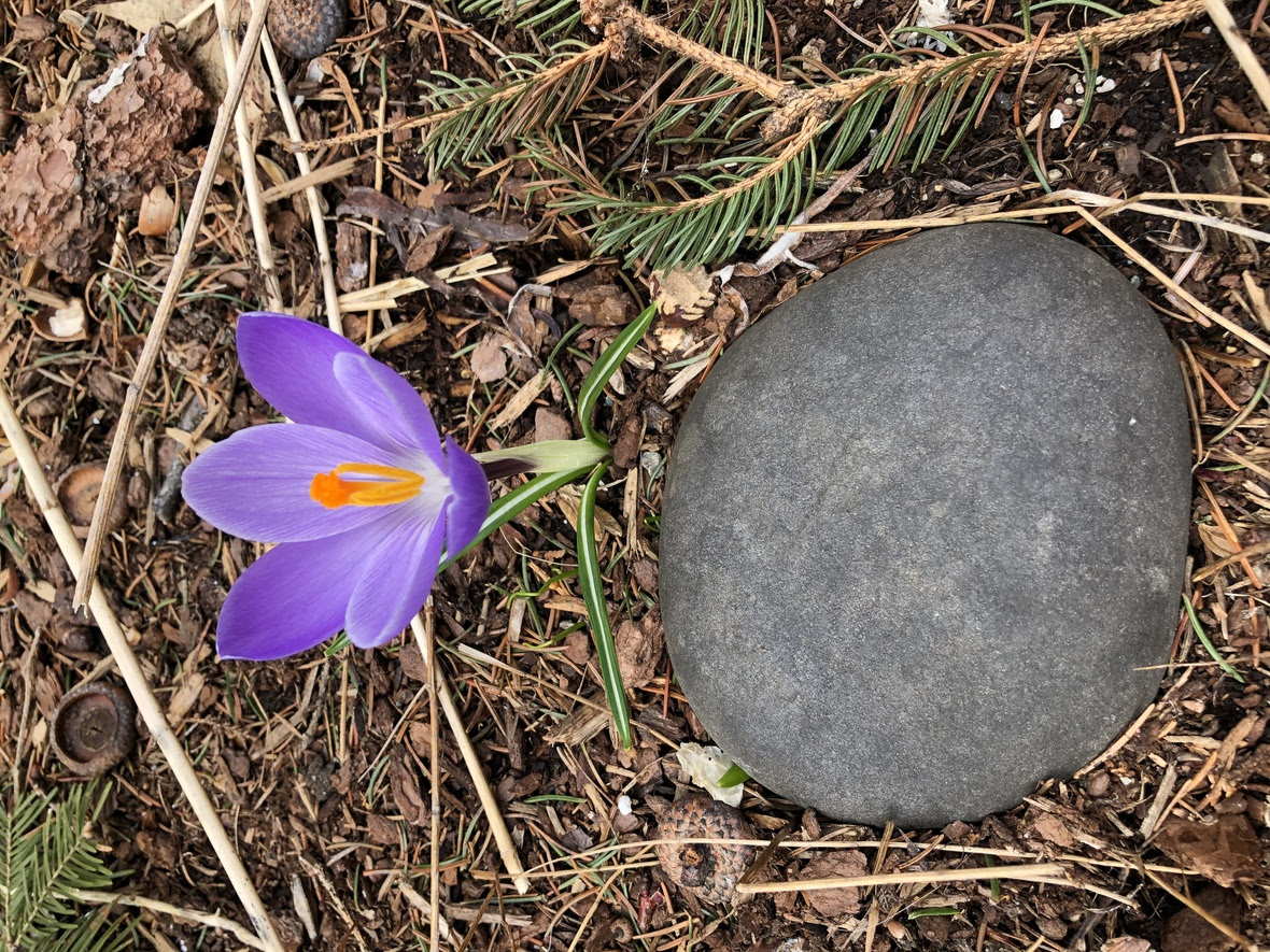 spring flower rock