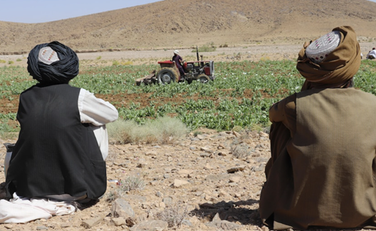Taliban eradicating Afghanistan's poppy cultivation to wipe out opium and heroin production.