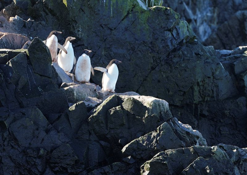 Los pingüinos Adelie permanecen juntos mientras los científicos investigan el impacto del cambio climático en las colonias de pingüinos de la Antártida, en el lado oriental de la Península Antártica, Antártida 17 de enero de 2022.  REUTERS/Natalie Thomas