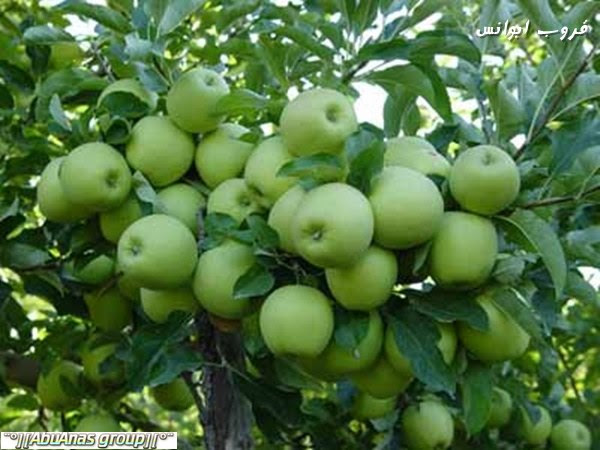 موسم قطف التفاح في جبال دماوند