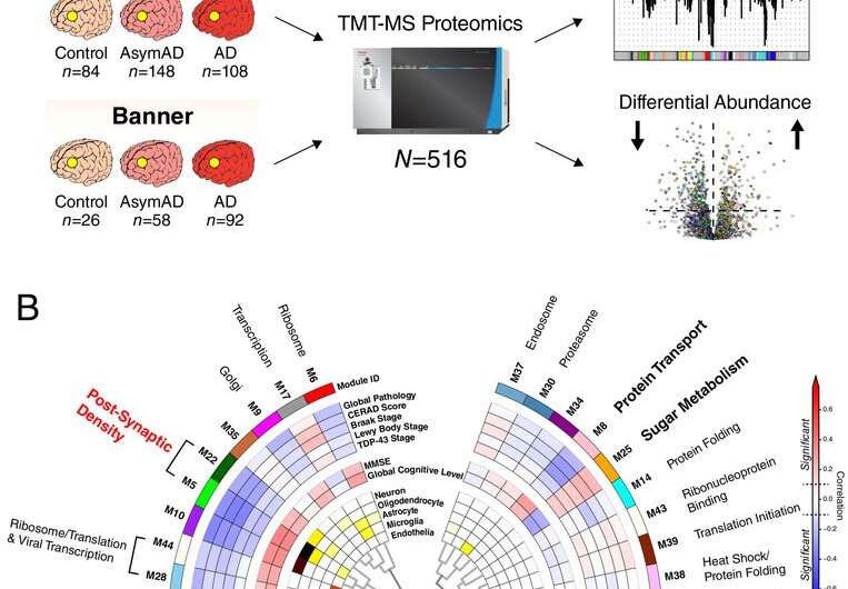 Study unveils new protein-related changes in the brain of patients with Alzheimer’s disease