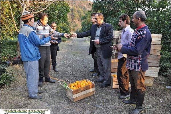 حصاد البرتقال في ايران