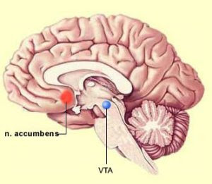 Núcleo accumbens y el área tegmental ventral