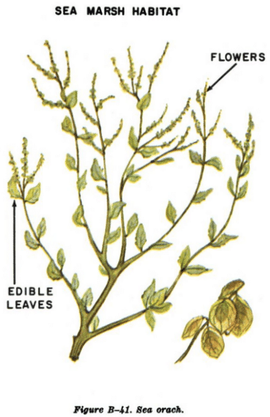 sea orach illustration edible plants