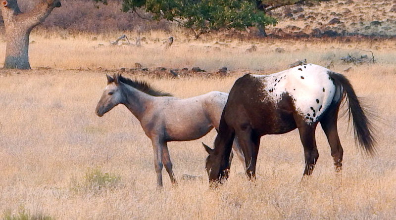 Two members of the wild horse herd near the Simpson ranch in the mountains of the Oregon-California border.
