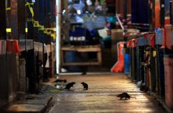 Las ratas de EEUU se vuelven más agresivas ante la falta de desperdicios para comer por el confinamiento