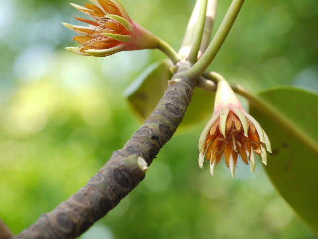 Bruguiera gymnorrhiza (L.) Savigny