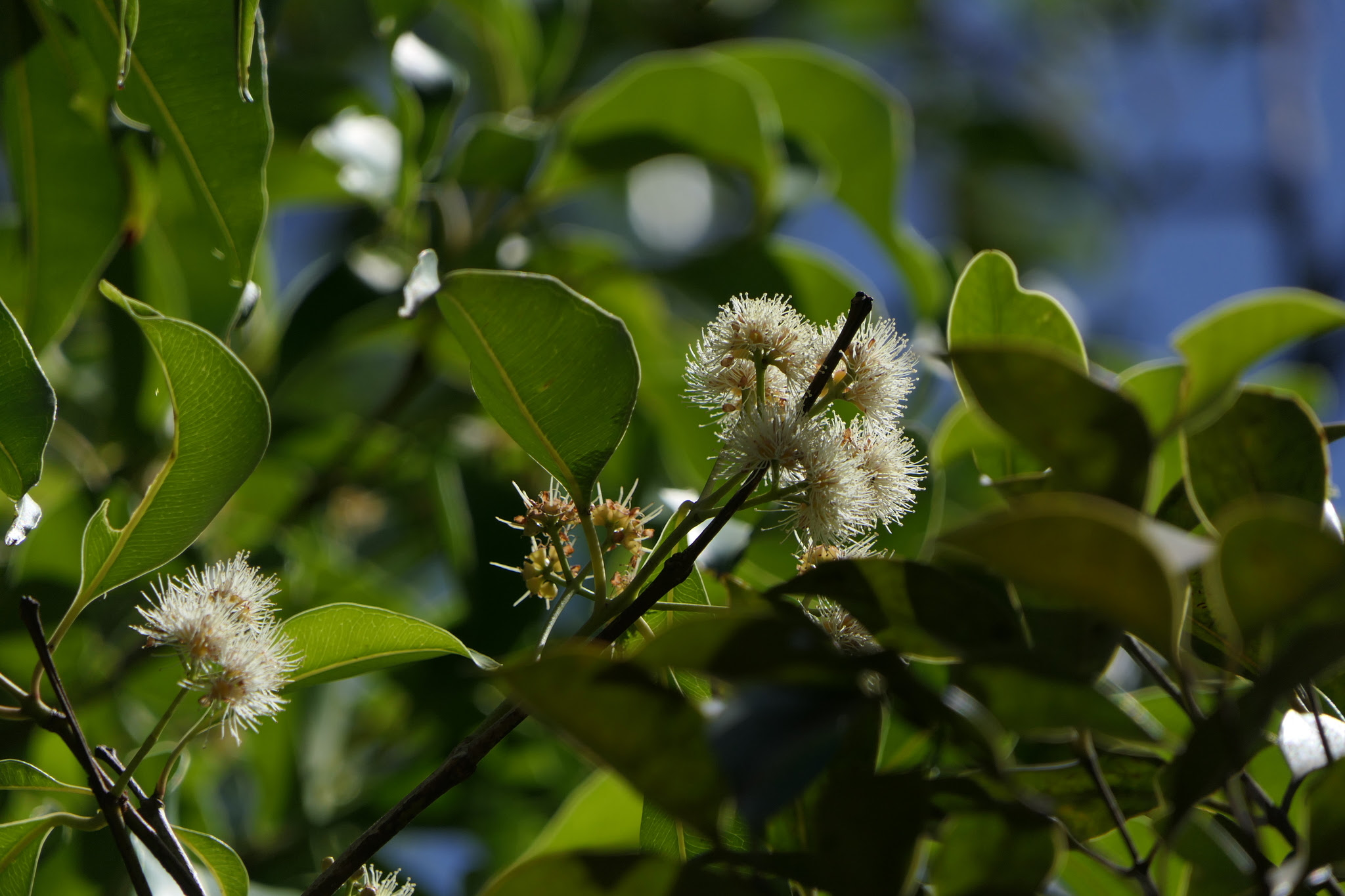 Syzygium cumini (L.) Skeels