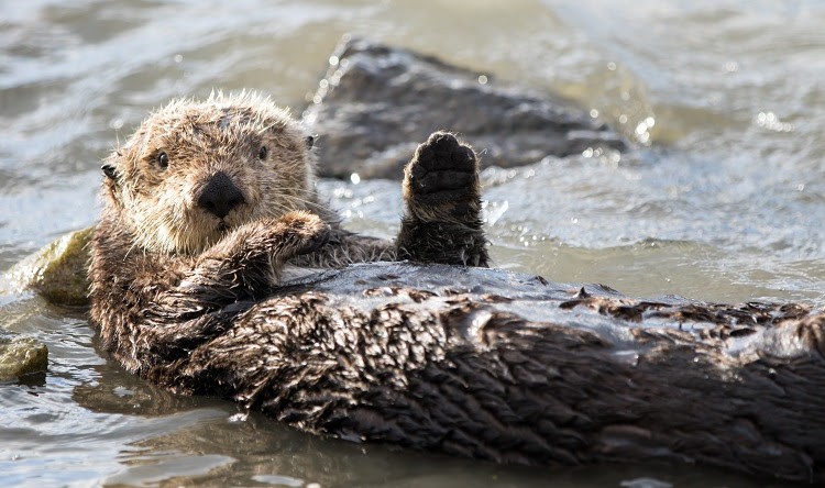 A sea otter swims on its back with its belly up.