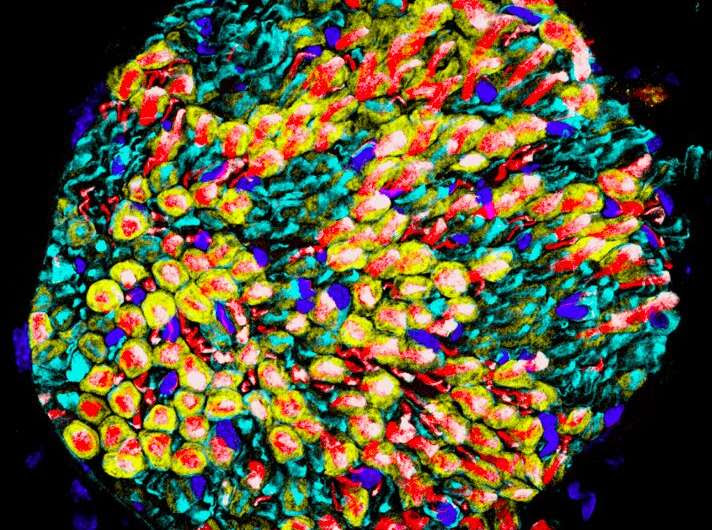 Using single-nuclei RNA sequencing to examine glial cells in peripheral nerves