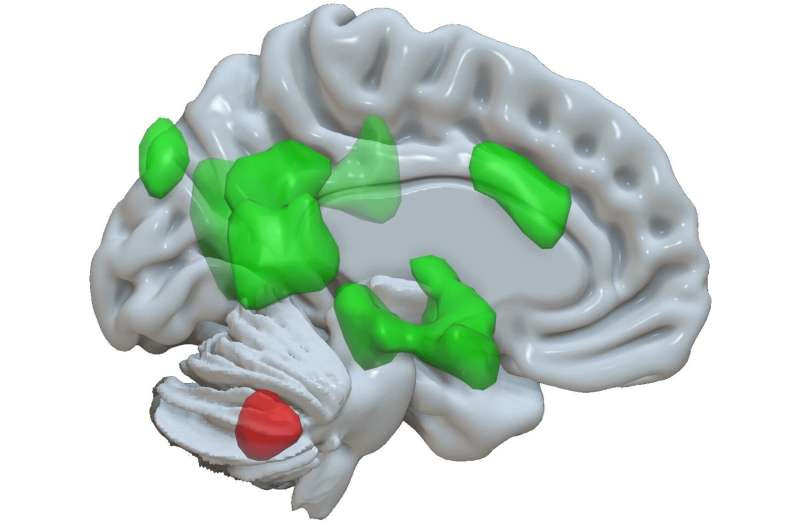 Discovery of a new function of the cerebellum