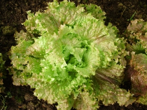 One  of the best overwintering lettuces - 'Lattughino'
