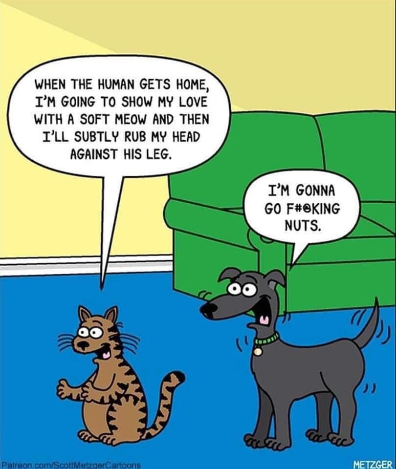 Cartoon depicting a dog and a cat ready for owner to appear. The cats he will be cool. The dogs says he will go nuts.