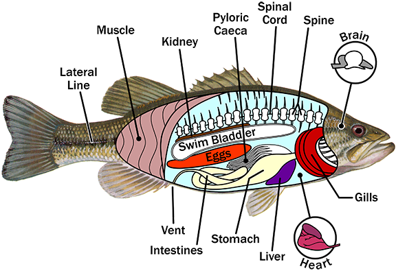 Fish Bone Anatomy